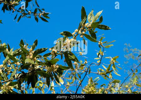 Bay Laurel Flowers, Laurus Nobilis Stockfoto