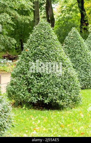 Pyramide von privaten Ziergarten Beschnitt, Heilpflanze. Grüner Baum in Form eines Dreiecks Stockfoto