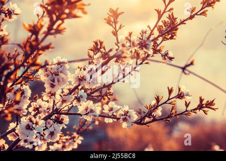 Weich fokussierte, blühende Blüte. Sonnenuntergang Aufnahme des kommenden Frühlings Stockfoto