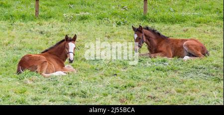 Zwei Fohlen Equus caballus liegen in einem Fahrerlager Stockfoto