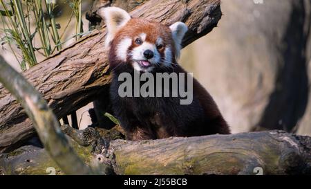 Roter Panda (Ailurus fulgens) auf einem Baum Stockfoto