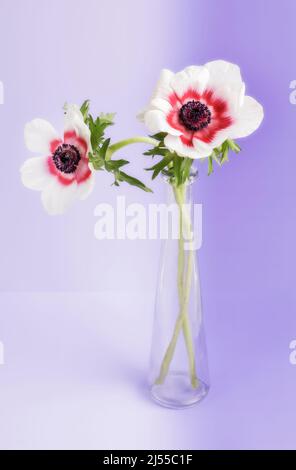 Zwei rot-weiße zweifarbige Anemonen in Glasvase Stockfoto