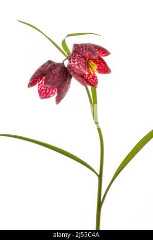 Fritillaria Meleagris Schlangenkopf isoliert auf weißem Hintergrund Stockfoto