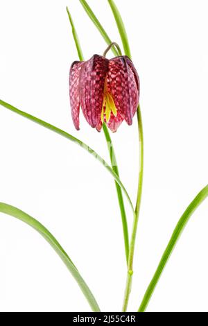 Fritillary Snakes Kopf isoliert auf weißem Hintergrund Stockfoto