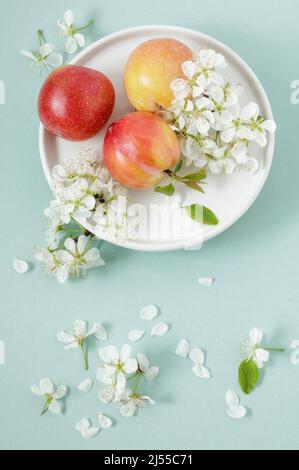 Frische Pflaumen und Pflaumenblüten auf weißem Teller Stockfoto