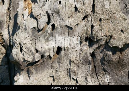 Futtertunnel eines großen steinbock-Käfers, Cerambyx cardo, im Holz einer stieligen Eiche, quercus robur Stockfoto