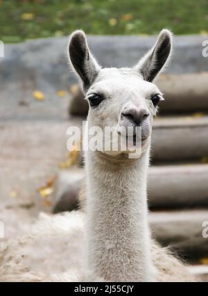 Vertikale Komposition Llama portrait sieht aus Kamera für einen Moment beim Weiden Stockfoto