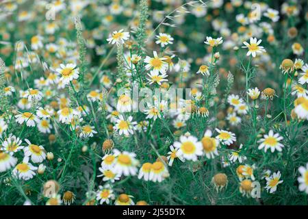 Gänseblümchen Gelb Narzissen Blumenbeet.Natur Hintergrund. Stockfoto