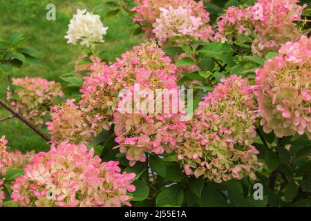 Rosa blühender Hortensia-Strauch im Herbst. Stockfoto