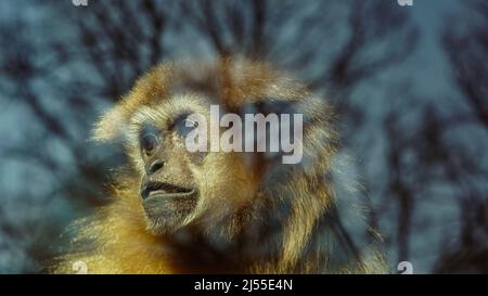Porträt eines Gibbons (Hylobatidae) in einem Zoo Stockfoto