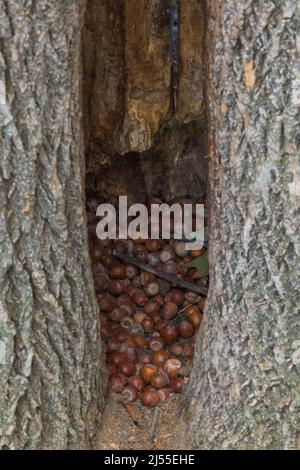 Hohlraum in Quercus - Eichenstämme gefüllt mit Eichelnüssen im Herbst. Stockfoto