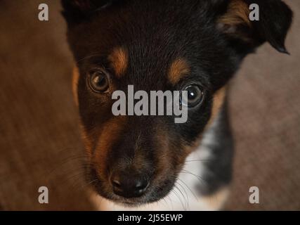 Ein junger Border Collie-Welpe, der drinnen ruht Stockfoto