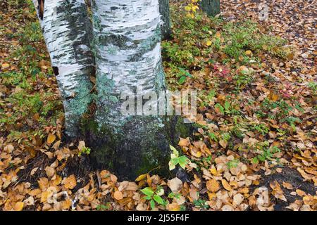 Betula papyrifera - Birkenbaum Stamm aus Papier bedeckt mit Lichen Wachstum und Bryophyta - Grünes Moos. Stockfoto