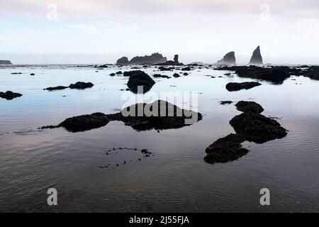 WA21397-00...WASHINGTON - Foggy Morning entlang der Pazifikküste südlich des chilenischen Memorial im Olympic National Park. Stockfoto