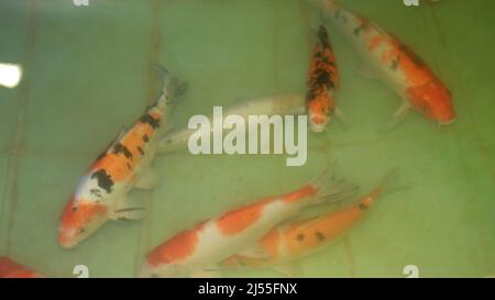 koi Fische im Wasseraquarium Fische. Farbige Fische im Wasser Stockfoto