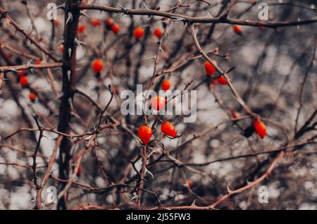 Rote Weißdornbeeren auf Busch ohne Blätter. Unscharfer Hintergrund. Stockfoto