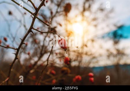 Weißdornzweig mit roten Beeren ohne Blätter auf dem Hintergrund des blauen Himmels. Verschwommenes Sonnenlicht am Horizont. Wunderschöne Landschaft. Stockfoto