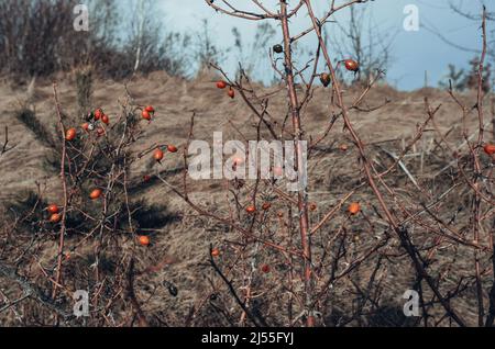 Weißdornzweig mit roten Beeren ohne Blätter auf dem Hintergrund des blauen Himmels und des trockenen Grases. Weichzeichnen. Wunderschöne Landschaft. Stockfoto