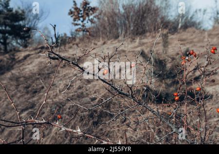 Rote Beeren auf Busch ohne Blätter im Winter, selektiver Fokus. Rote Beeren auf Baum ohne Blätter im Wald aus nächster Nähe. Weißdornzweig mit Dornen. Trocken Stockfoto