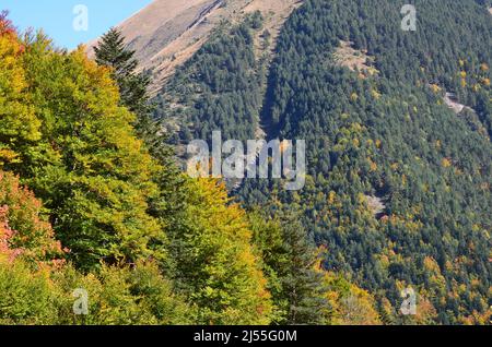 Herbstfarben in den gemischten Bergwäldern des Biosphärenreservats Ordesa-Viñamala in den Pyrenäen Stockfoto
