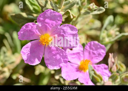 flor de jara en primavera, Zistus Stockfoto