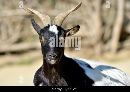 Portrait braun und schwarz Rove Ziege (Capra aegagrus). Die Rove-Ziege zeichnet sich vor allem durch ihre langen, verdrehten Hörner aus. Stockfoto