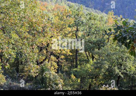 Herbstfarben in den gemischten Bergwäldern des Biosphärenreservats Ordesa-Viñamala in den Pyrenäen Stockfoto