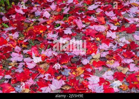 Acer saccharum - Zucker Ahornbaum Blätter fallen auf den Boden im Herbst. Stockfoto