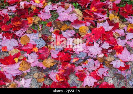 Acer saccharum - Zucker Ahornbaum Blätter fallen auf den Boden im Herbst. Stockfoto