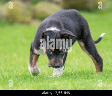 Border Collie spielt in seinem Garten Stockfoto