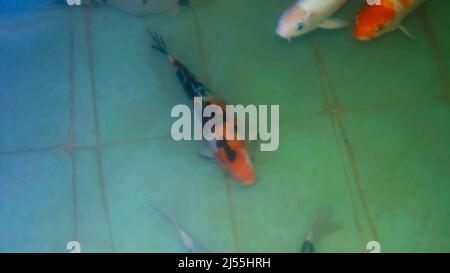 koi Fische im Wasseraquarium Fische. Farbige Fische im Wasser Stockfoto