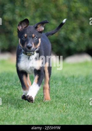 Border Collie genießt einige Übung Stockfoto