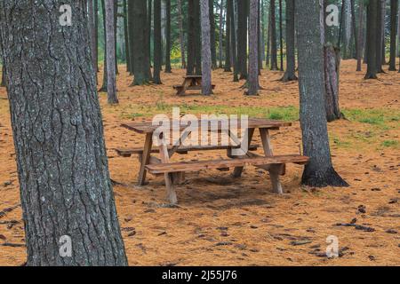 Picknicktische im Wald von Pinus - Kiefern mit umgestürzten Kiefernnadeln und Zapfen im öffentlichen Park im Herbst, Dorwin Falls Park, Rawdon, Quebec, Kanada. Stockfoto