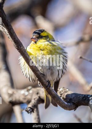 Eurasisches Siskin-Männchen, lateinischer Name spinus spinus, sitzend auf einem Ast eines Baumes. Niedlicher kleiner gelber singbird. Vögel in der Tierwelt. Stockfoto