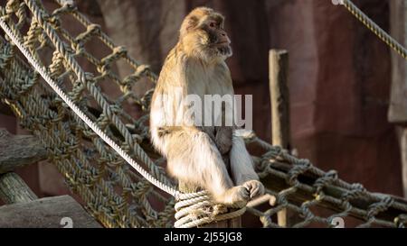 Berberaffen (Macaca sylvanus) in einem Zoo Stockfoto