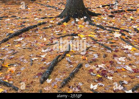 Pinus - Kiefernstamm mit freiliegenden Wurzeln und gefallenen Nadeln und Acer - Ahornbaum Blätter auf dem Boden im Herbst. Stockfoto