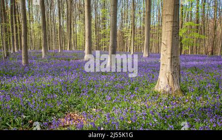 Blühende Bluebellen im Wald im april. Stockfoto