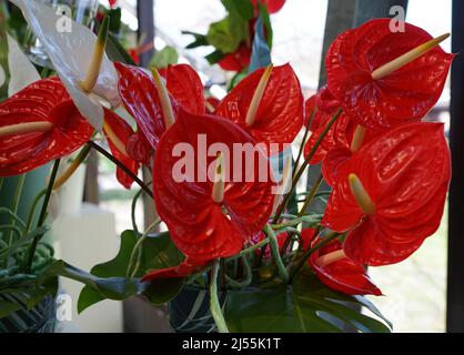 Roter Anthurium, Rückenblume oder Flamingo Blume. Anthurien sind die größte Gattung der Arumfamilie, Araceae. Stockfoto