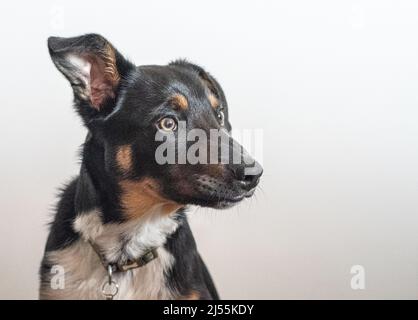 Nette Fotos von Border Collie Puppy Stockfoto