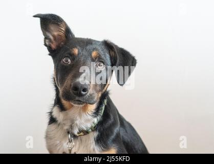 Nette Fotos von Border Collie Puppy Stockfoto