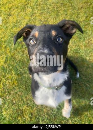 Border Collie spielt in seinem Garten Stockfoto