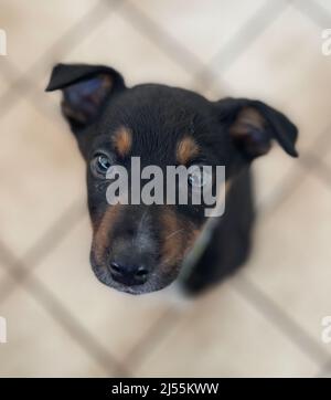 Nette Fotos von Border Collie Puppy Stockfoto