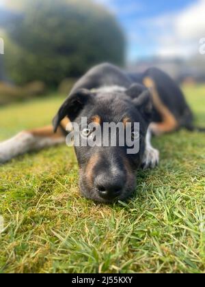 Border Collie spielt in seinem Garten Stockfoto
