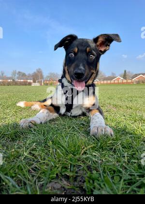 Border Collie spielt in seinem Garten Stockfoto