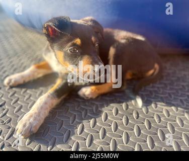 Nette Fotos von Border Collie Puppy Stockfoto