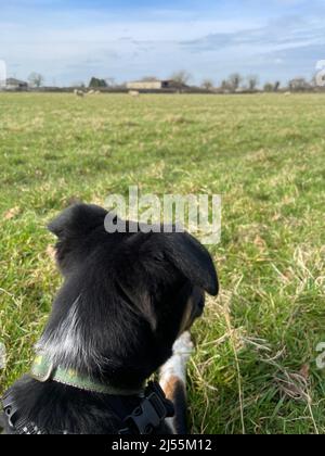 Nette Fotos von Border Collie Puppy Stockfoto