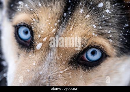 Detail der blauen Augen einer Siberina Husky mit Schnee im Fell Stockfoto