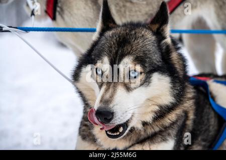 Porträt eines blauäugigen Husky mit der Zunge nach außen Stockfoto