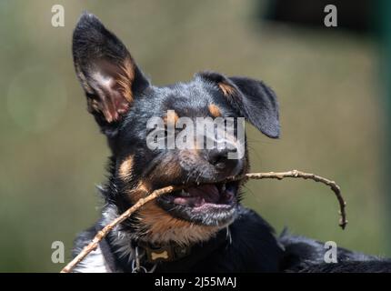 Nahaufnahme eines Border Collie, der mit seinem Stock spielt Stockfoto