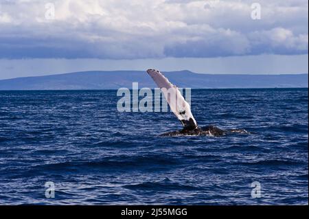 Buckelwal vor der Küste von Maui, Hawaii, winkt zu einem vorbeifahrenden Boot. Mutter Buckel 'slappen' das Wasser, um ihren Kälbern beizubringen, wie man die Kapsel signalisiert Stockfoto